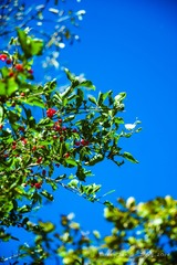 CMF_2933