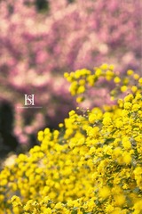 IMG_1718-1