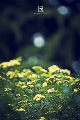 IMG_1748-1
