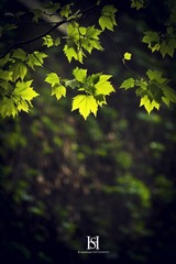 IMG_1753-1