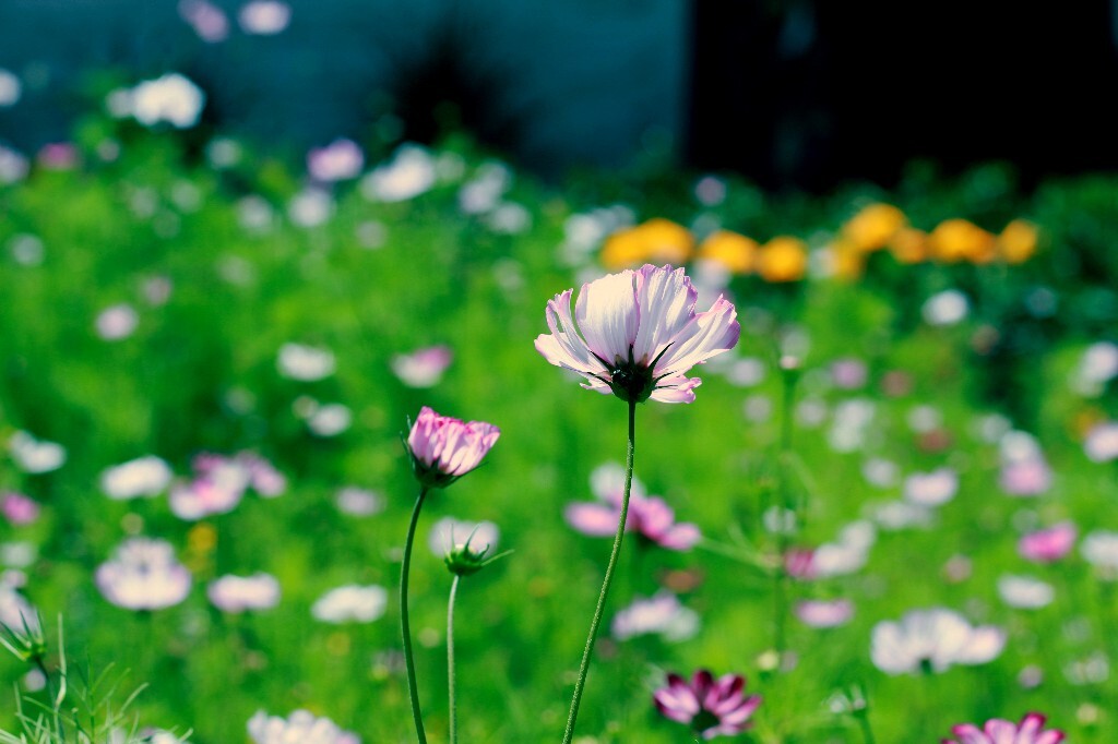 8月里藏区的花儿