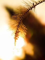 S0170113