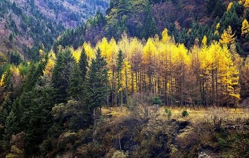 _IGP6291.SU.