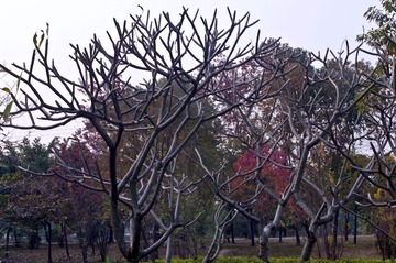IMGP8594.光掍