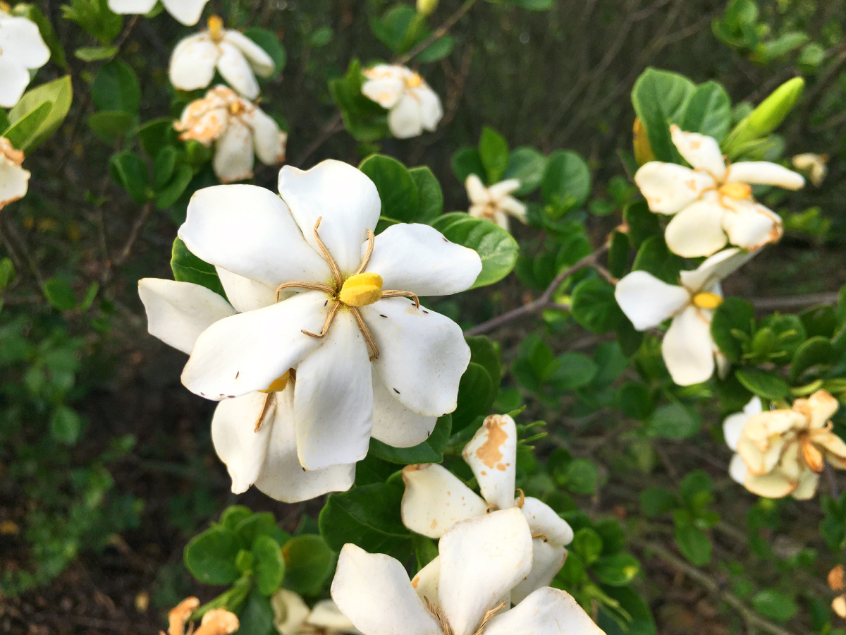 南京溧水凉篷下山栀花小村幽静香满家