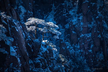 黄山.雪淞