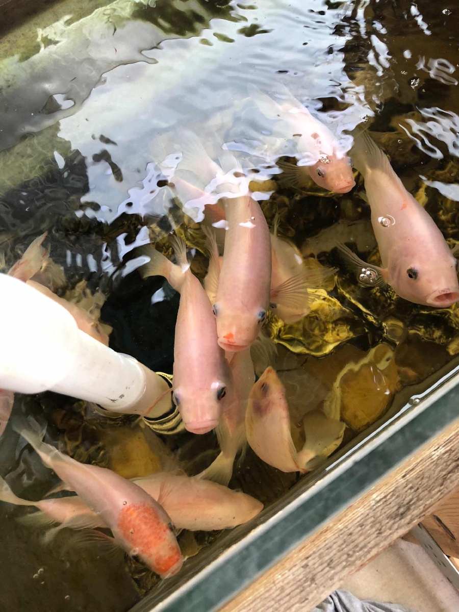 这些鱼养了三个月了,很活泼咧