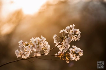 《春暖花开》