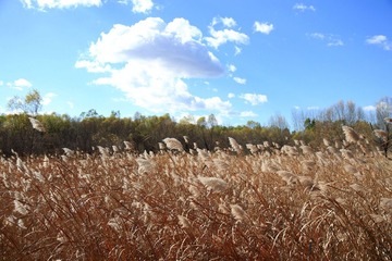 IMG_7427-1