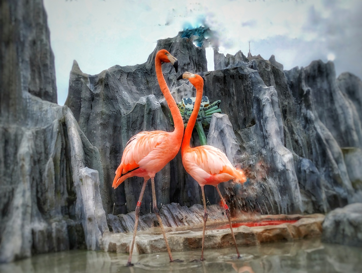 火焰鸟 - 啊哈ljl - 图虫