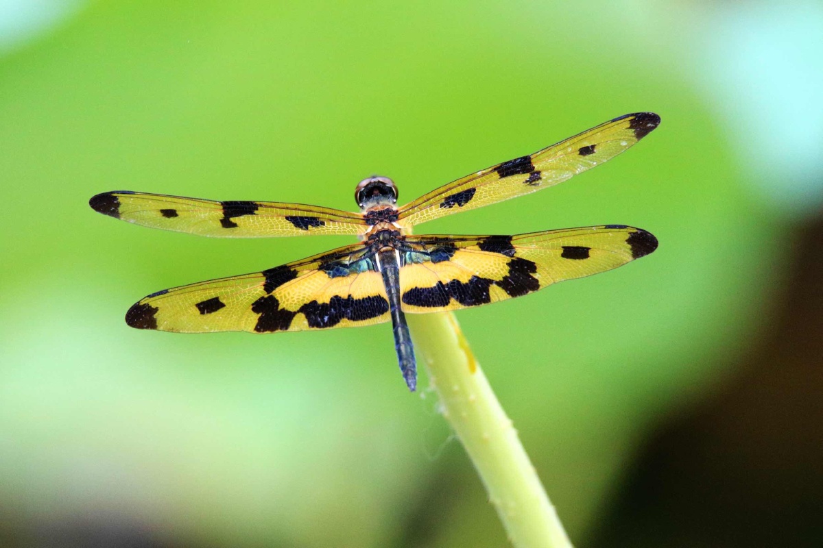 斑翅丽蜻