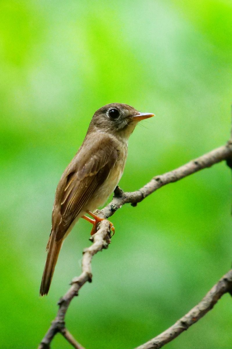 褐胸鹟拍摄于广州火炉山