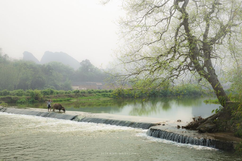 岭南第一峰林走廊英德九龙镇，它处处成景，步步皆画，牧牛炊烟、竹林村舍、宁静的原始田园风光。变幻无穷的云海、雾景、竹林、农舍星罗其布点缀其间，置身其间，大有在蓝天、青山、碧水间回归大自然的神韵。
