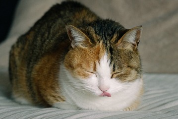 72621