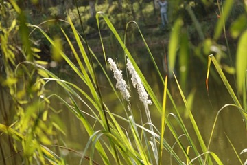 IMG_1545_