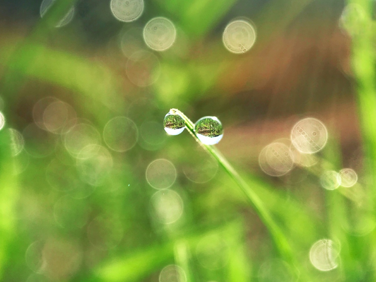 清晨草上的露珠在太阳光的照耀下闪亮着光芒