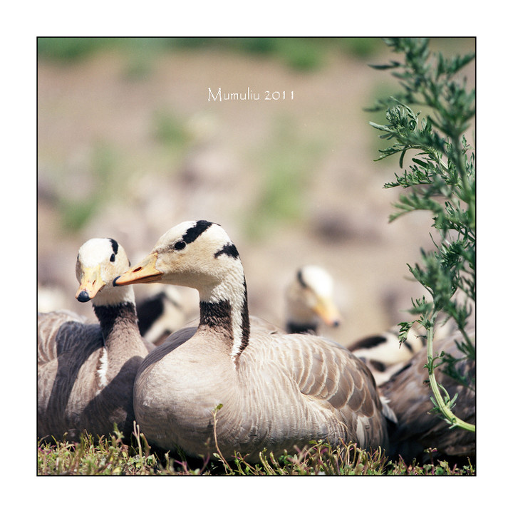 哈苏打鸟<br />
哈苏C250的效果只能说惊艳。