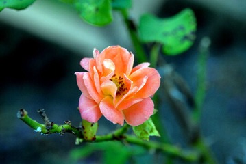 DSC_8387 1