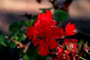 DSC_8413 1