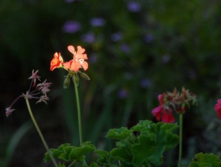 DSC_8464 1