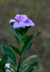 DSC_8466 1