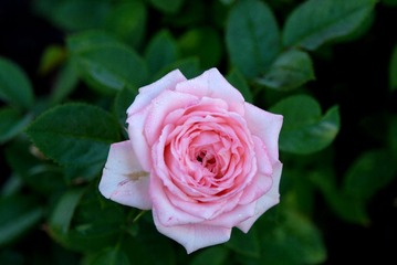 DSC_8483 1