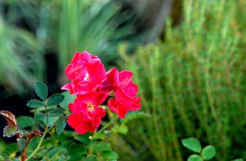 DSC_8484 1
