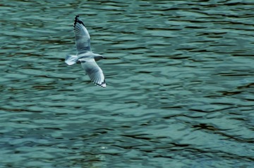 DSC_0359-1