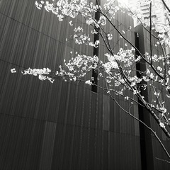 DSC_0229_1