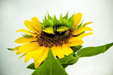 IMG_3582-1