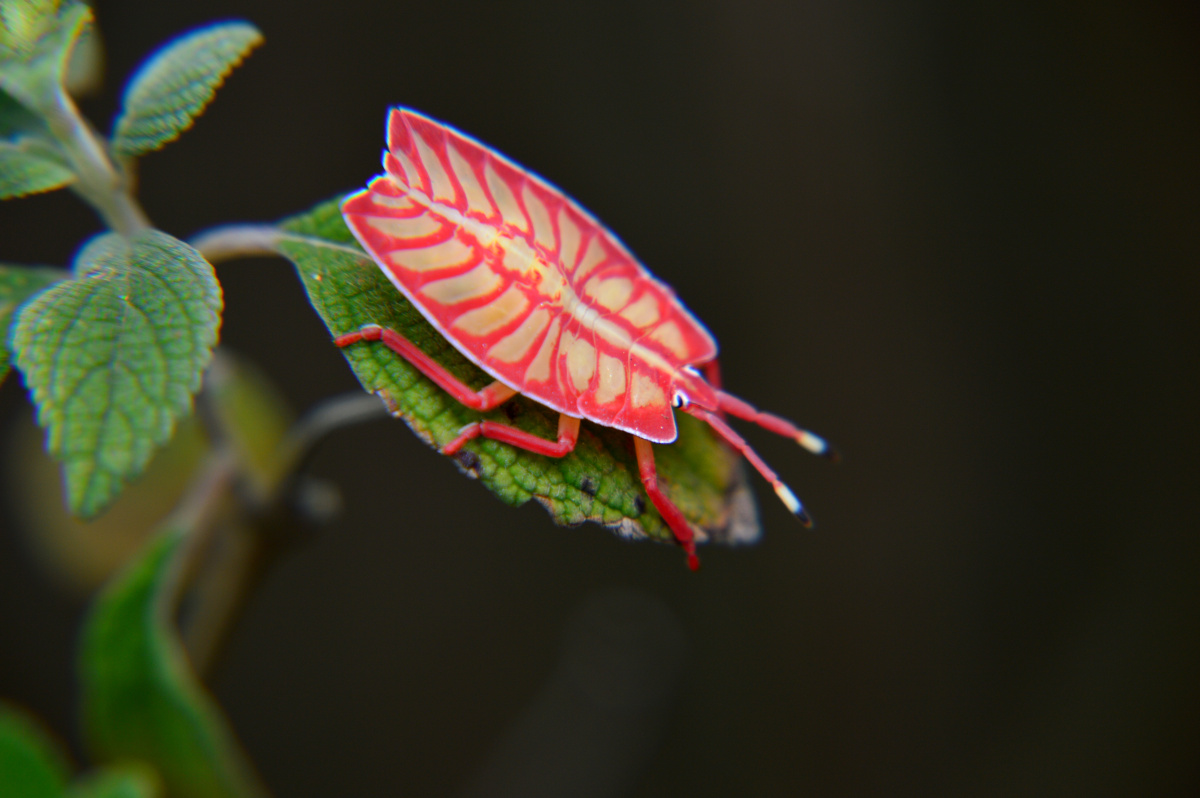很难见到的一种昆虫 - 吾梦生 - 图虫