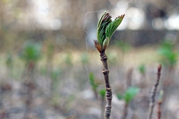 IMG_0624a
