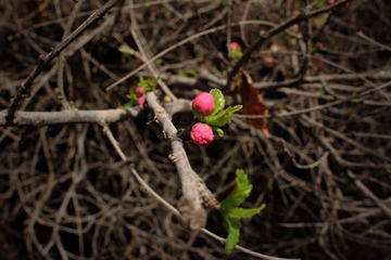 IMG_0658a