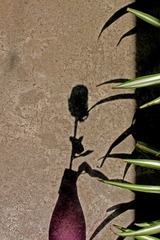 IMG_1098a