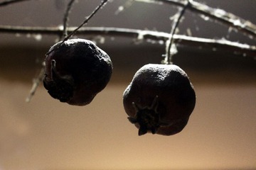 IMG_2204_