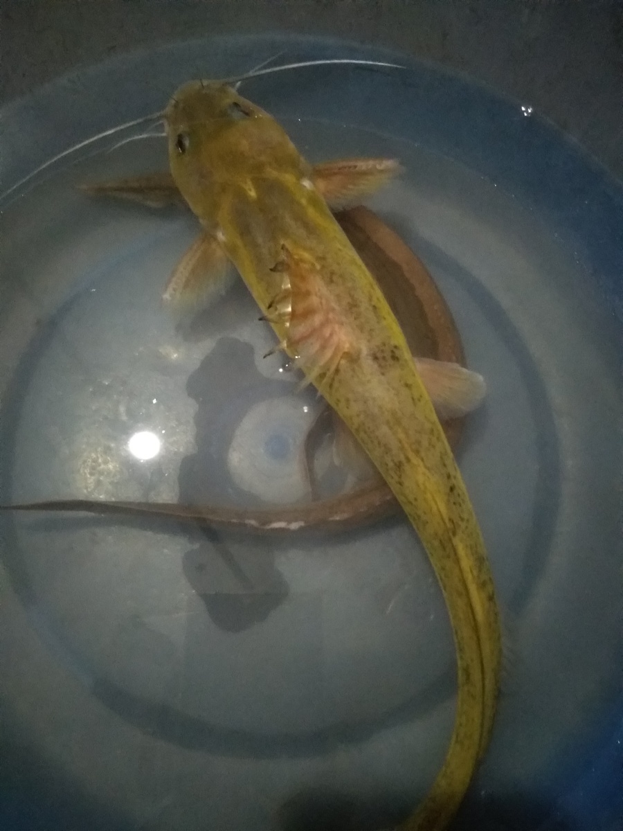 山冲溪流石头鱼