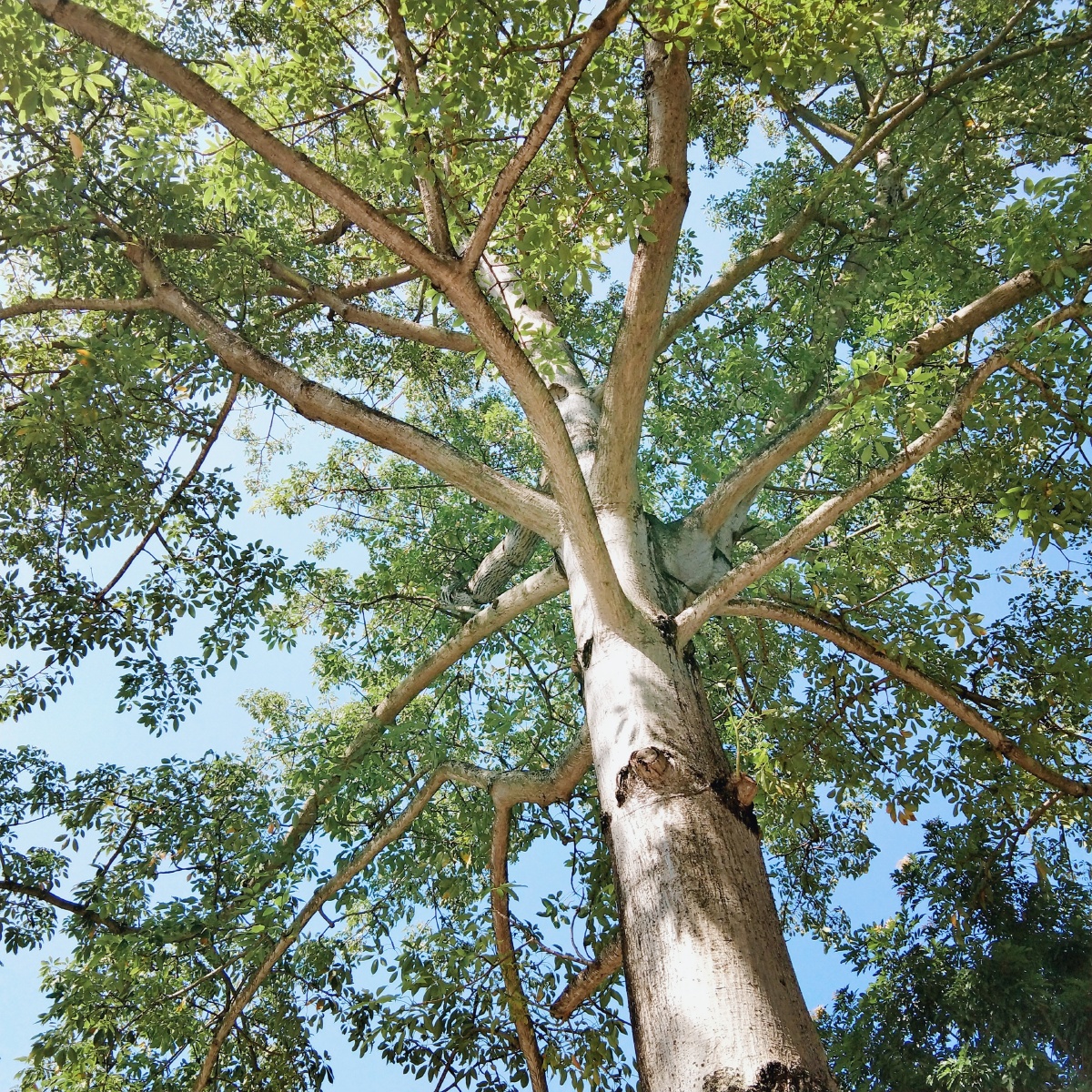 手机里的树 - bikaiq是俊俊的小九- - 图虫网 - 优质摄影师交流社区