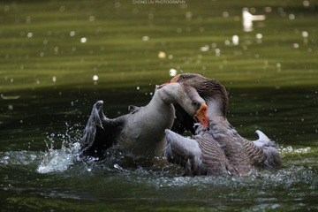 IMG_5312_s