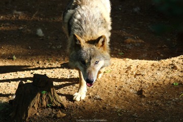 IMG_5354_s