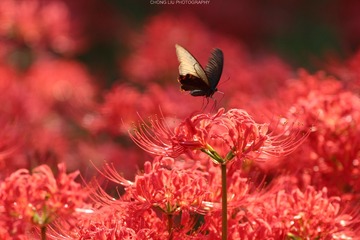 IMG_9364_s