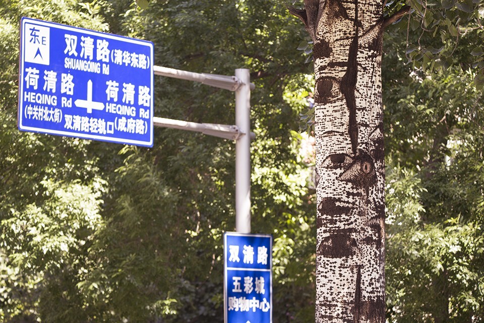 很多年来，它们静静地观察着