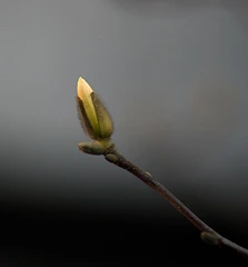 莘荑续