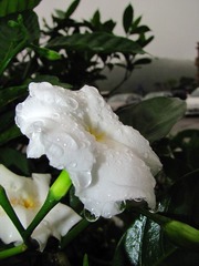05 雨后