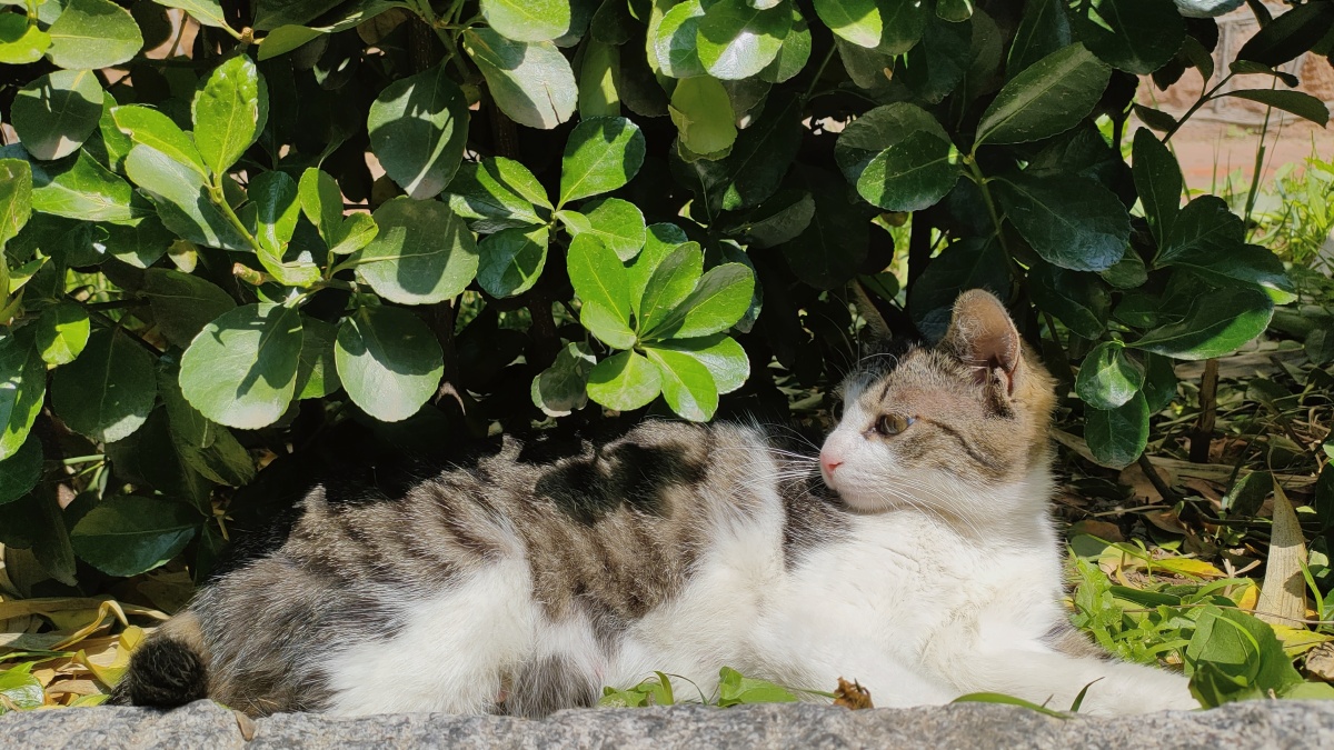 夏天晒太阳的猫猫