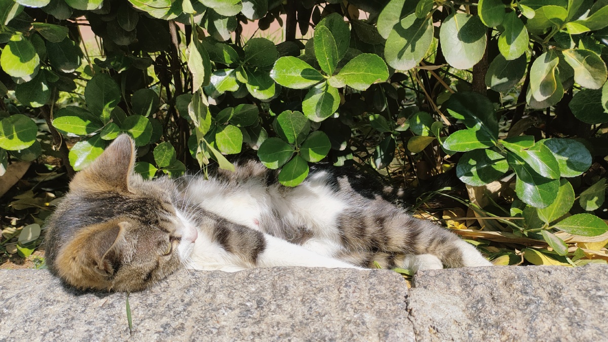 夏天晒太阳的猫猫