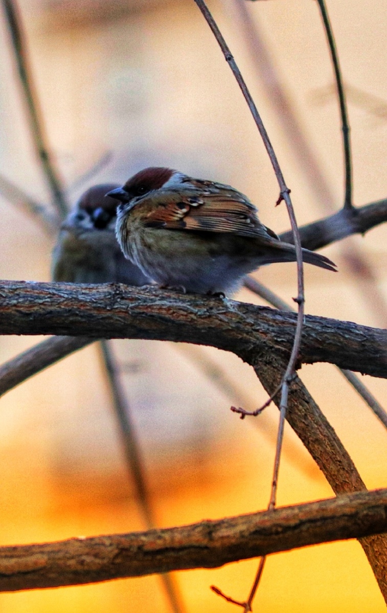 冬天不迁徙的留鸟