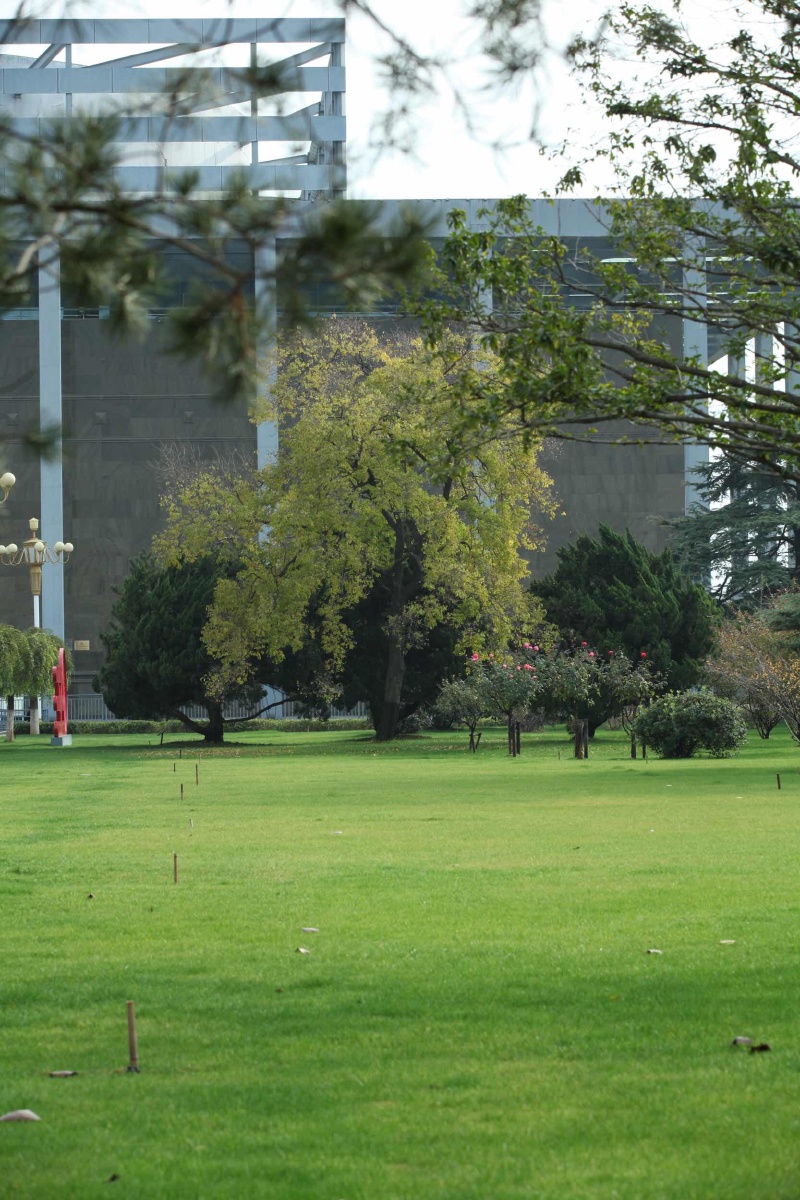 明年又见青春绿.