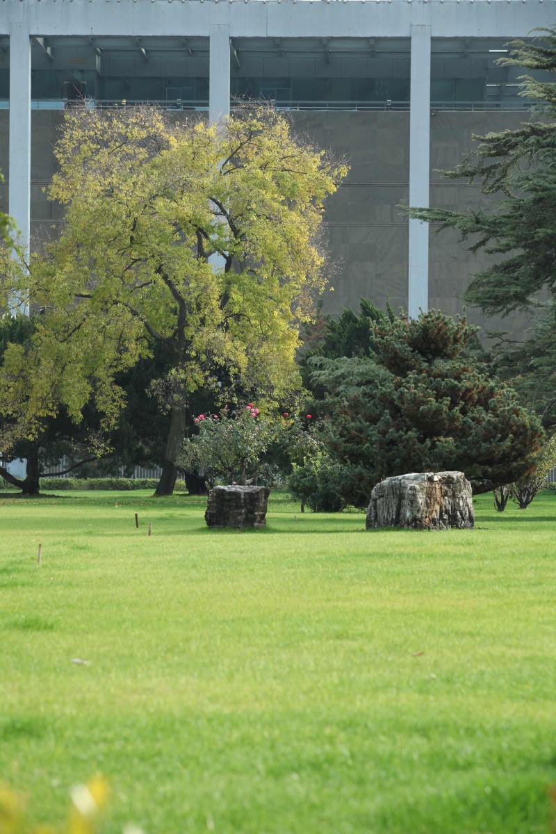 明年又见青春绿.