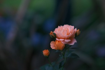 D5E75E5E-E33C-42DC-8955-66A0F2444D0F/L0/001