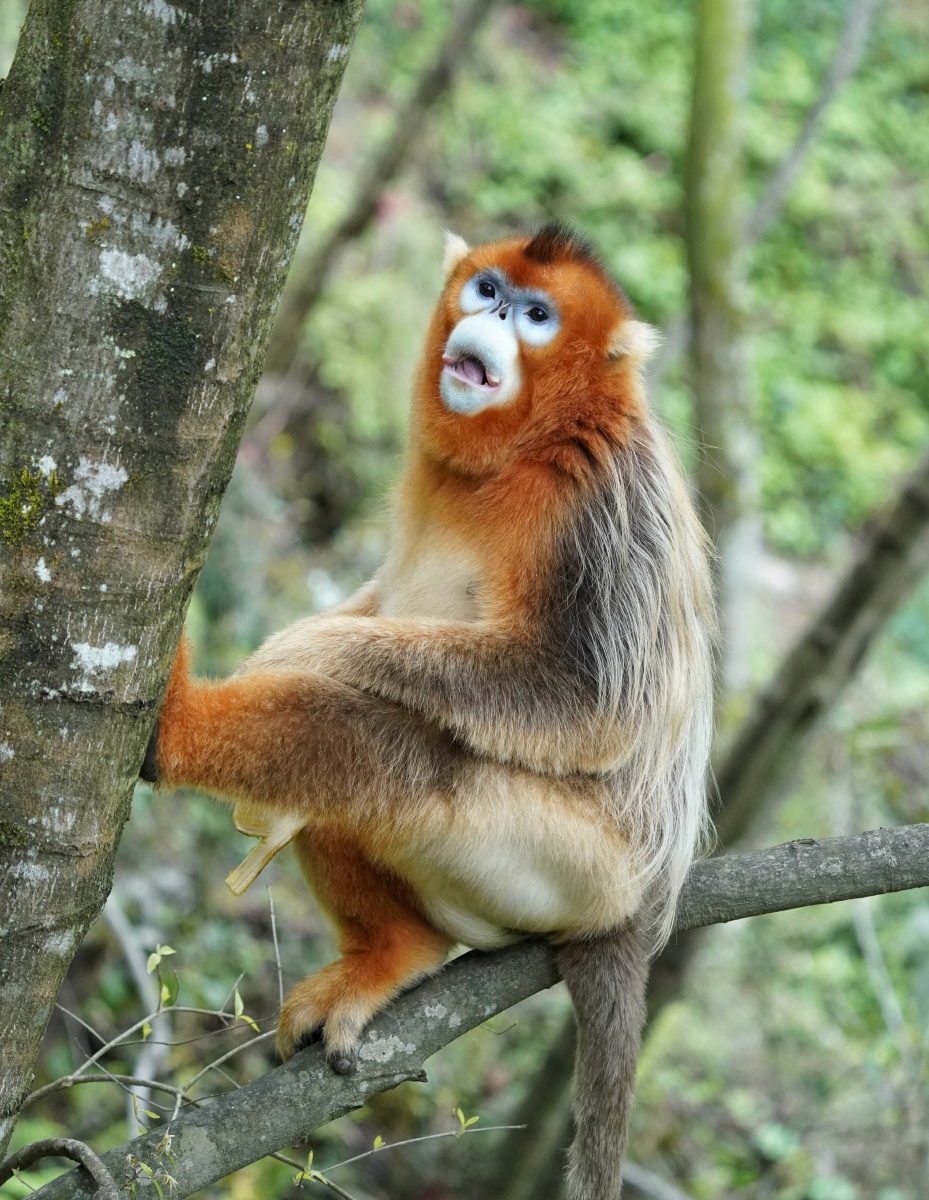 金丝猴甘肃陇南